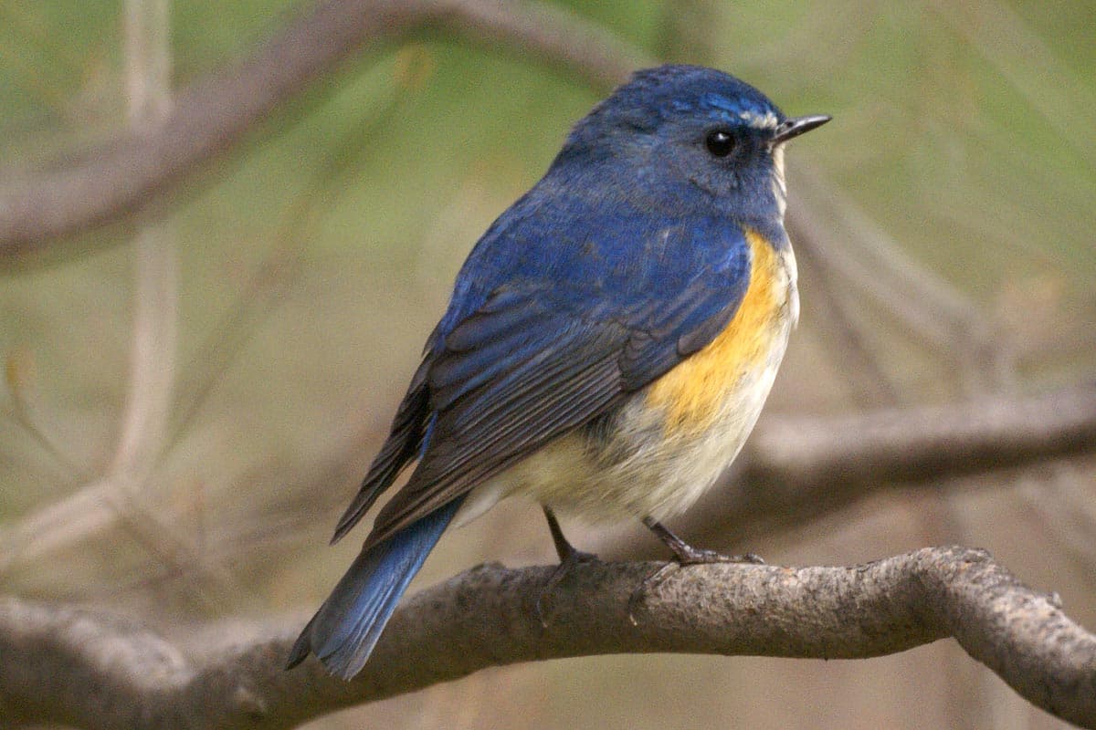 Blauwstaart (Tarsiger cyanurus) - Tarsiger cyanurus