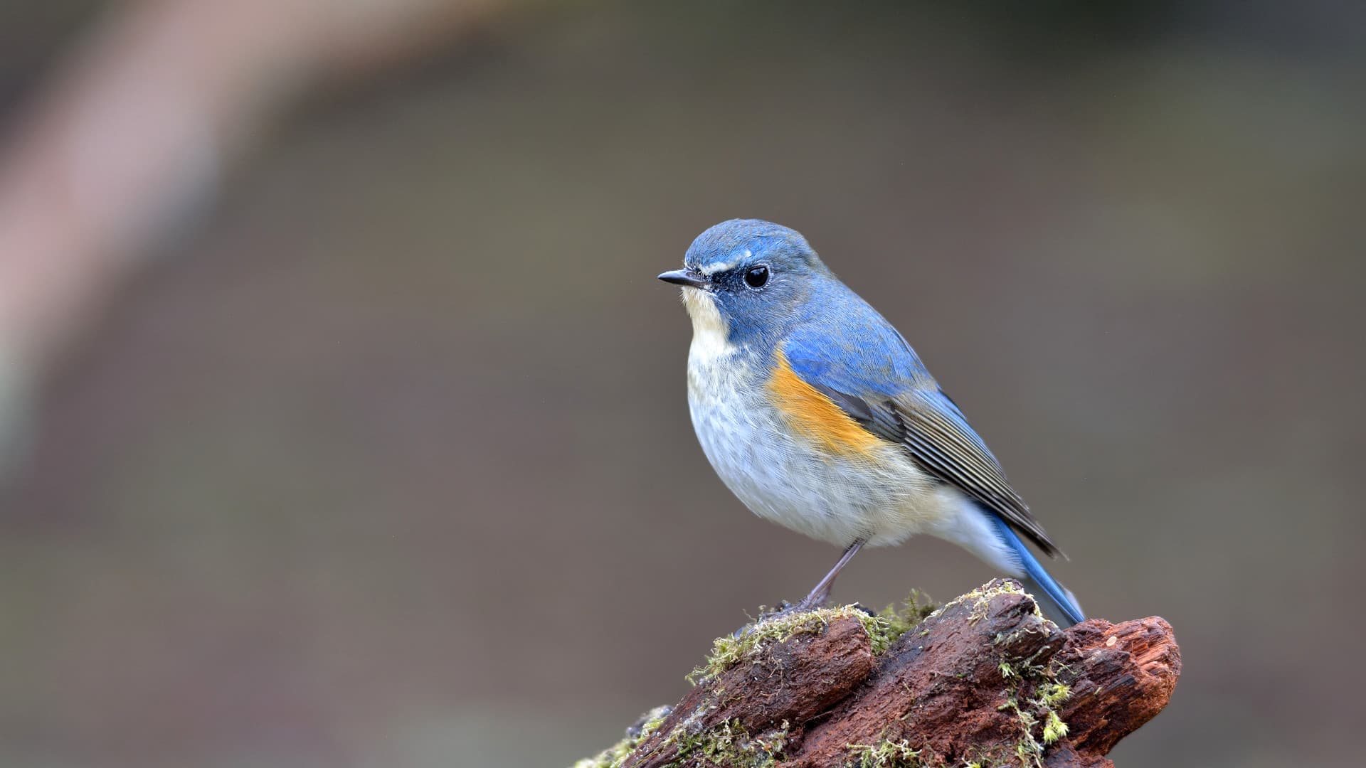 Blauwstaart (Tarsiger cyanurus) - Orange-flanked Bluetail 9170