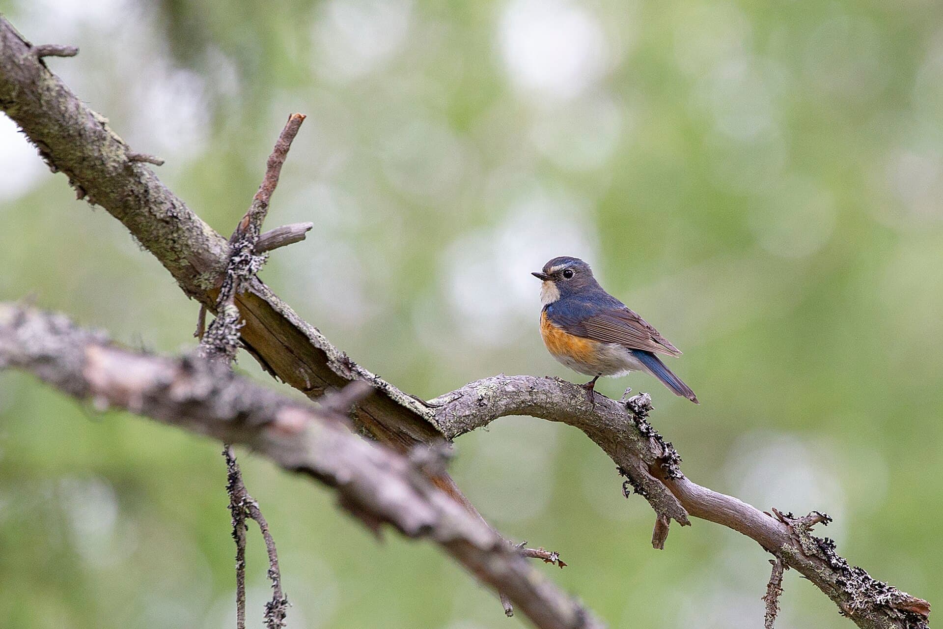 Blauwstaart (Tarsiger cyanurus) - Red-flanked Bluetail, Sinipyrstö 6.7.2018 Rovaniemi - Flickr - Olli Pekka Karlin