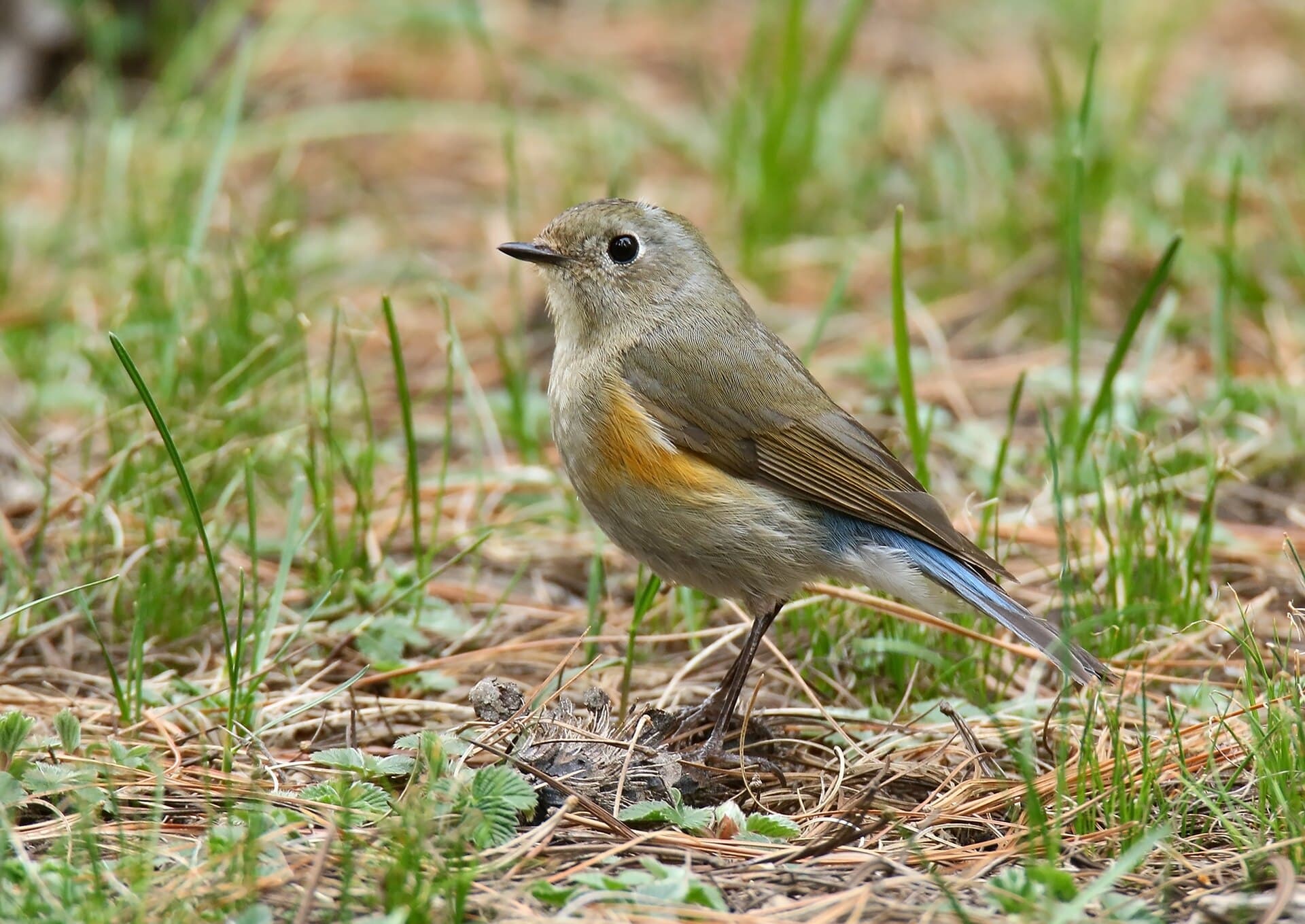 Blauwstaart (Tarsiger cyanurus) - Orange-flanked Bush Robin (Tarsiger cyanurus) (35165846465)