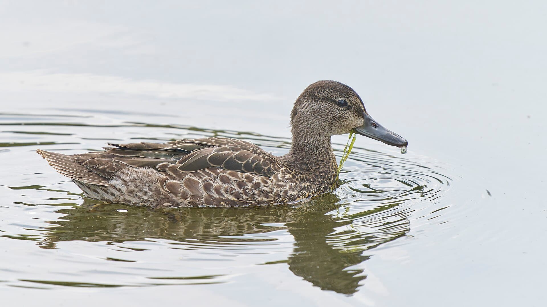 blauwvleugeltaling (Spatula discors) - 20250817 blue winged teal keeney cove PD205302
