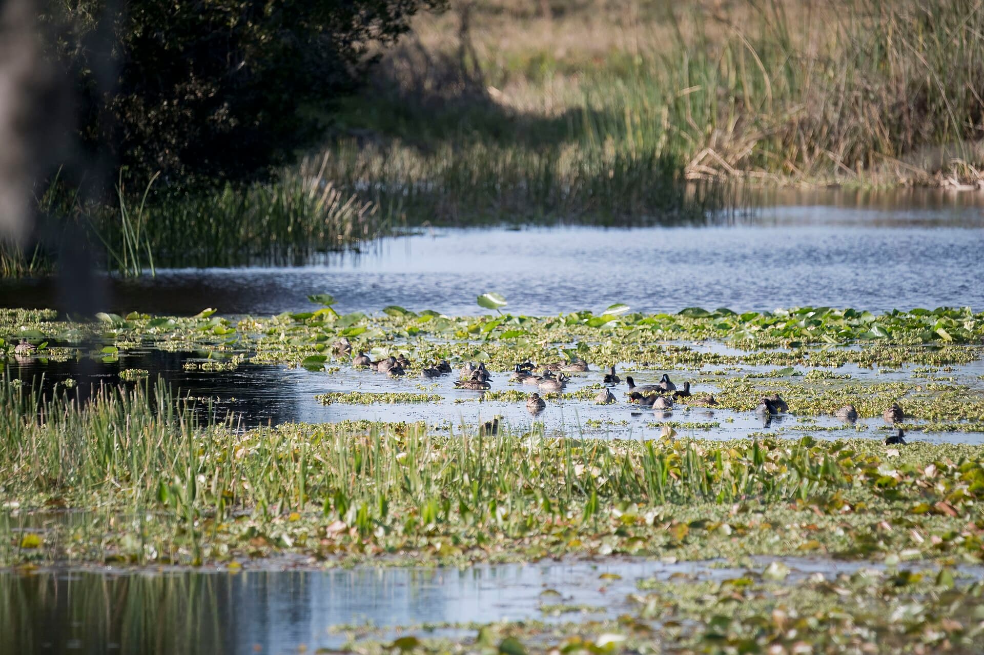 blauwvleugeltaling (Spatula discors) - Blue-winged teal orlando wetlands 1.21.24 DSC 8557-topaz-denoiseraw
