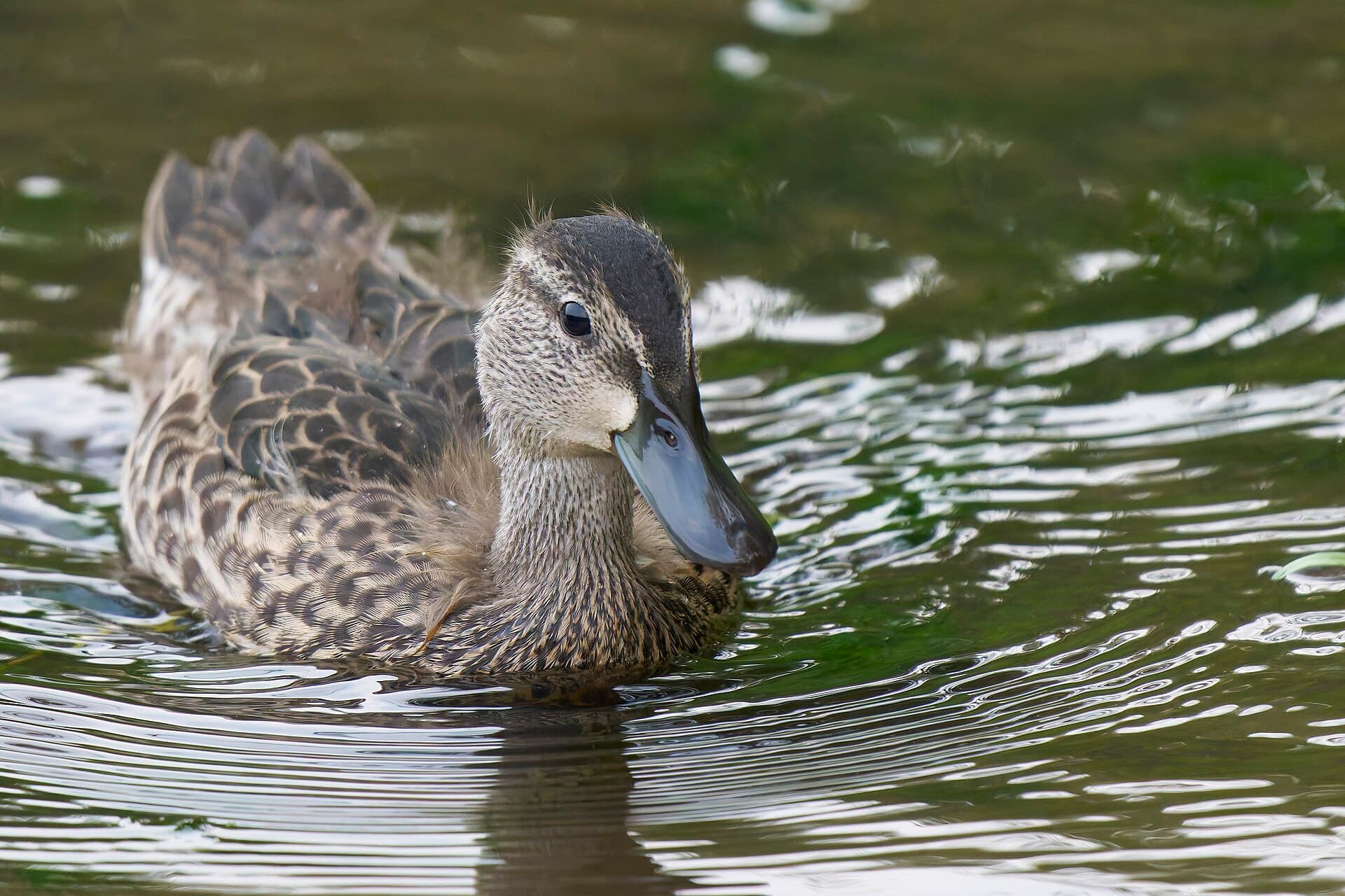 blauwvleugeltaling (Spatula discors) - 20250805 juvenile blue winged teals keeney cove PD203631