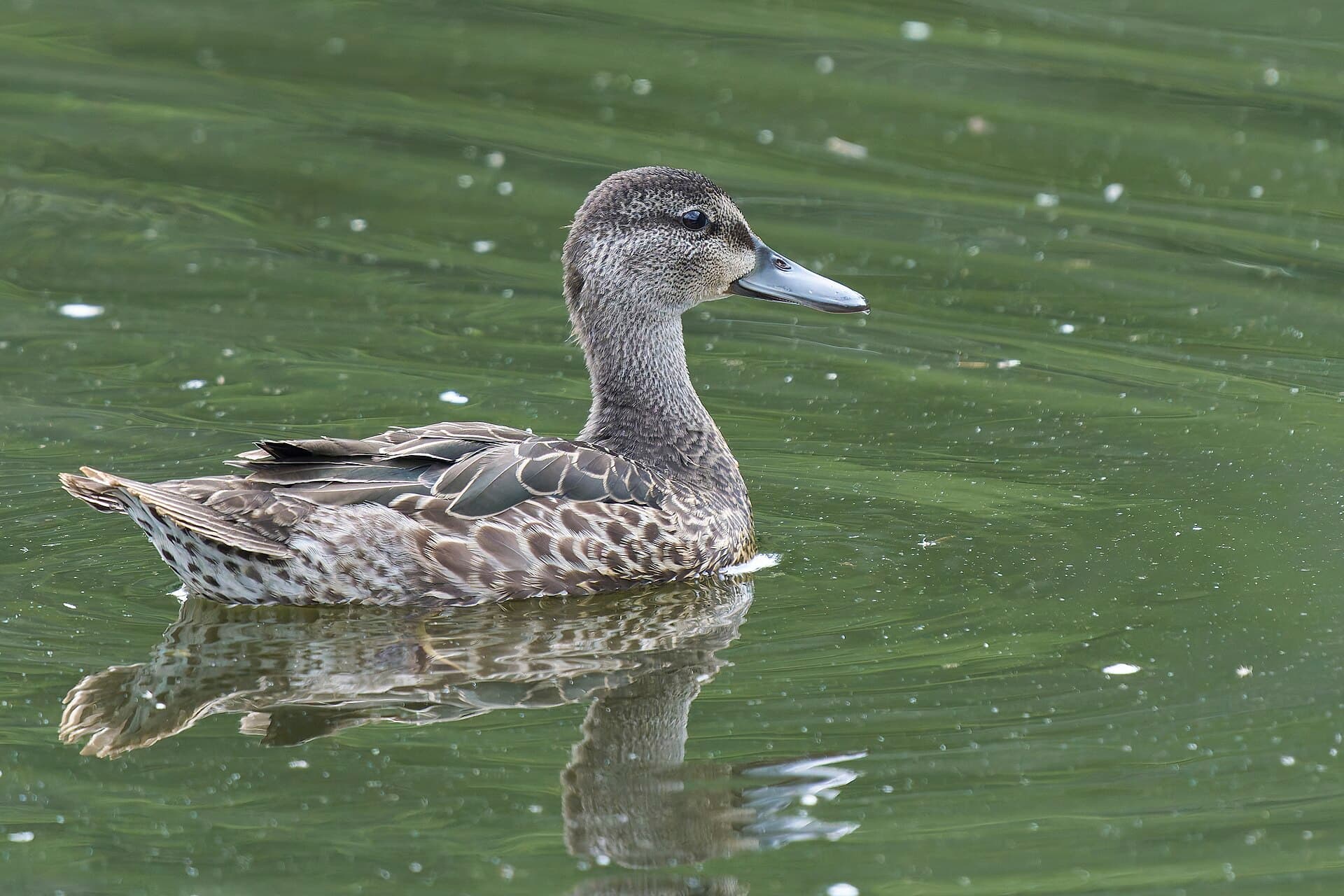 blauwvleugeltaling (Spatula discors) - 20250817 blue winged teal keeney cove PD205311