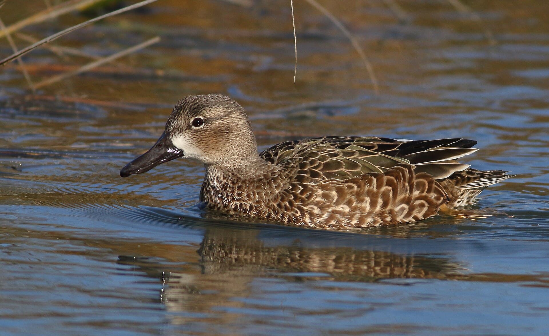 blauwvleugeltaling (Spatula discors) - Blue-wingedTeal-16DEC2017(2)