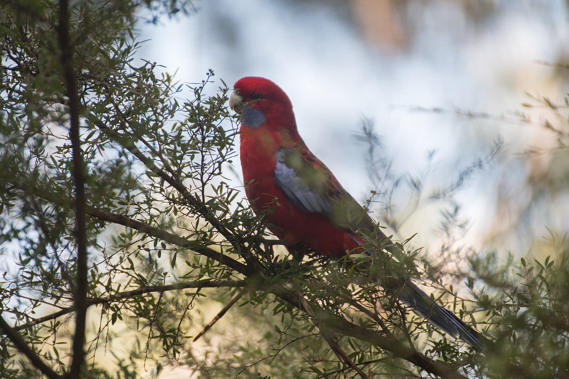 Blauwwangrosella (Platycercus elegans) - 2018-04 Crimson rosella 06