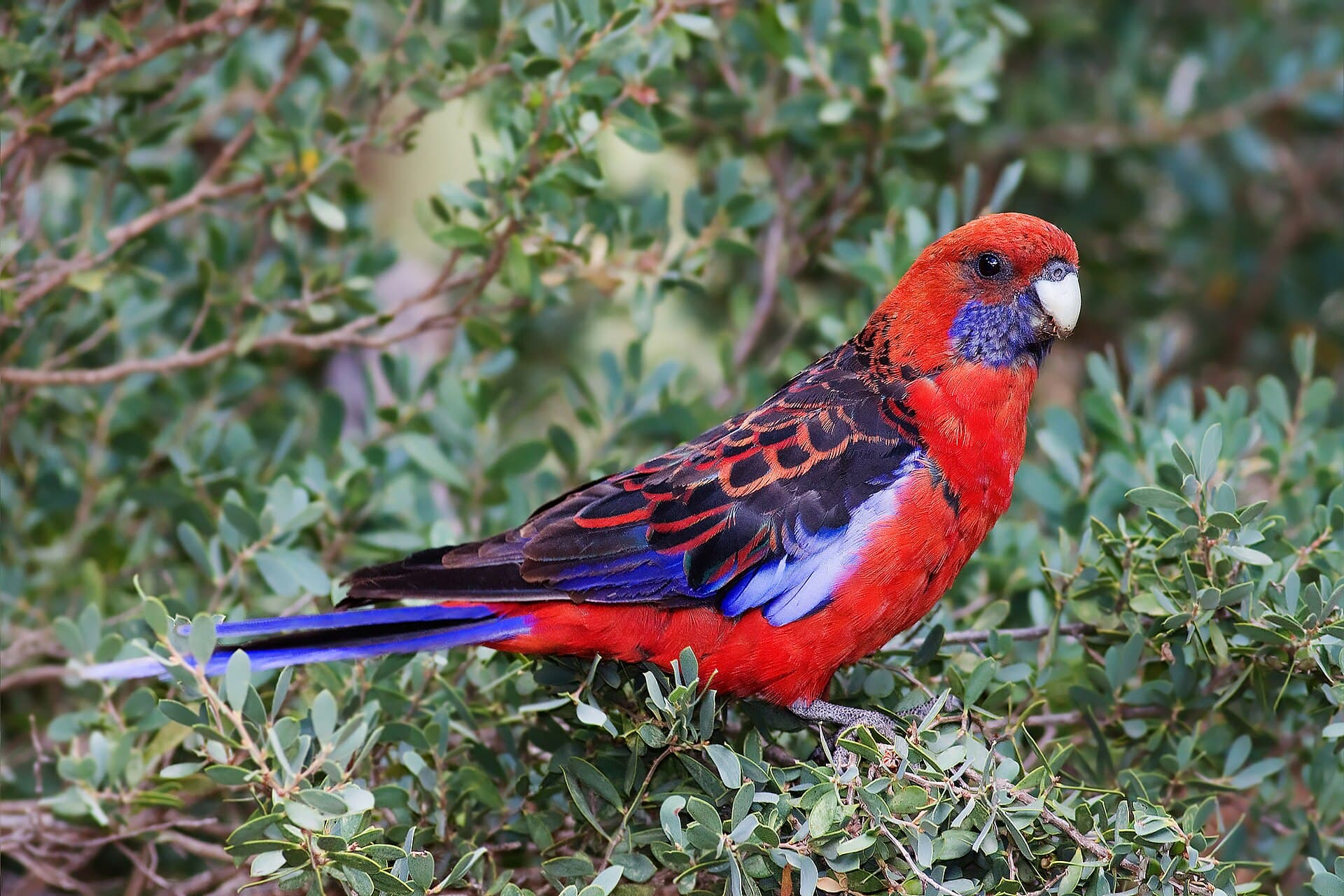 Blauwwangrosella (Platycercus elegans) - Platycercus elegans Wilsons Prom