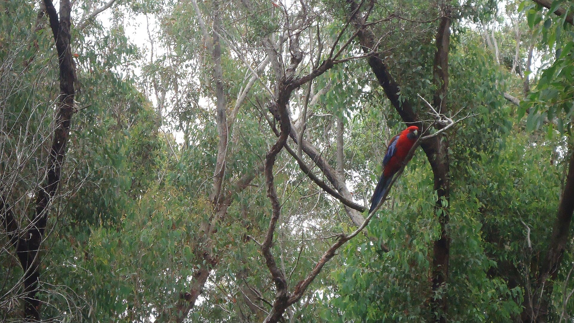 Blauwwangrosella (Platycercus elegans) - Crimson Rosella near Nattai River