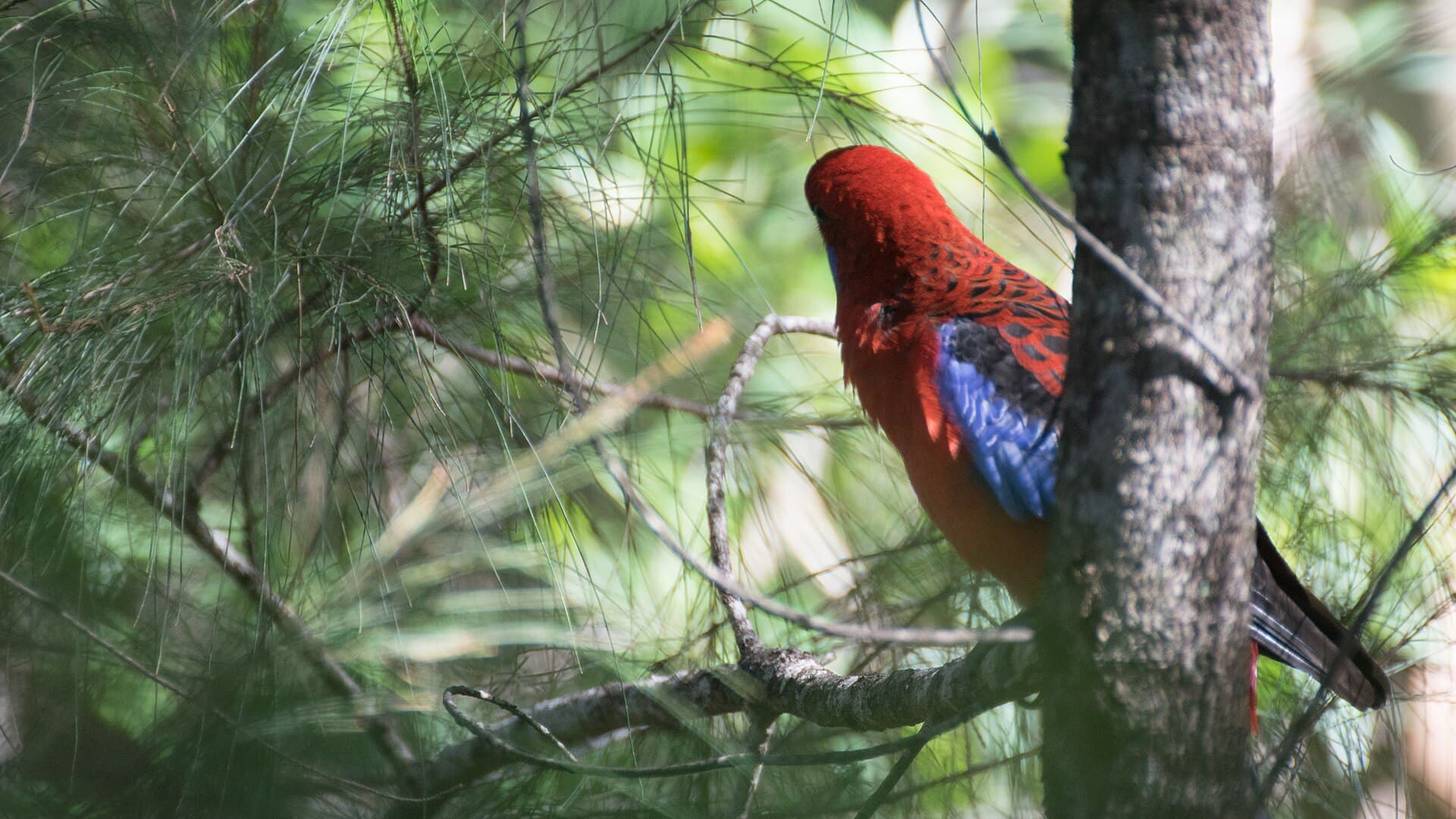 Blauwwangrosella (Platycercus elegans) - 2018-04 Crimson rosella 01