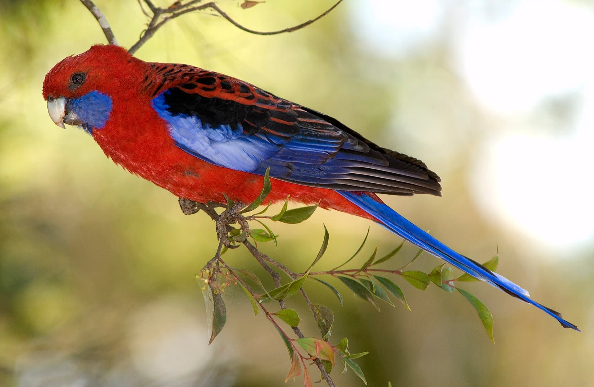 Blauwwangrosella (Platycercus elegans) - Platycercus elegans in Toohey Forest (6971787816)