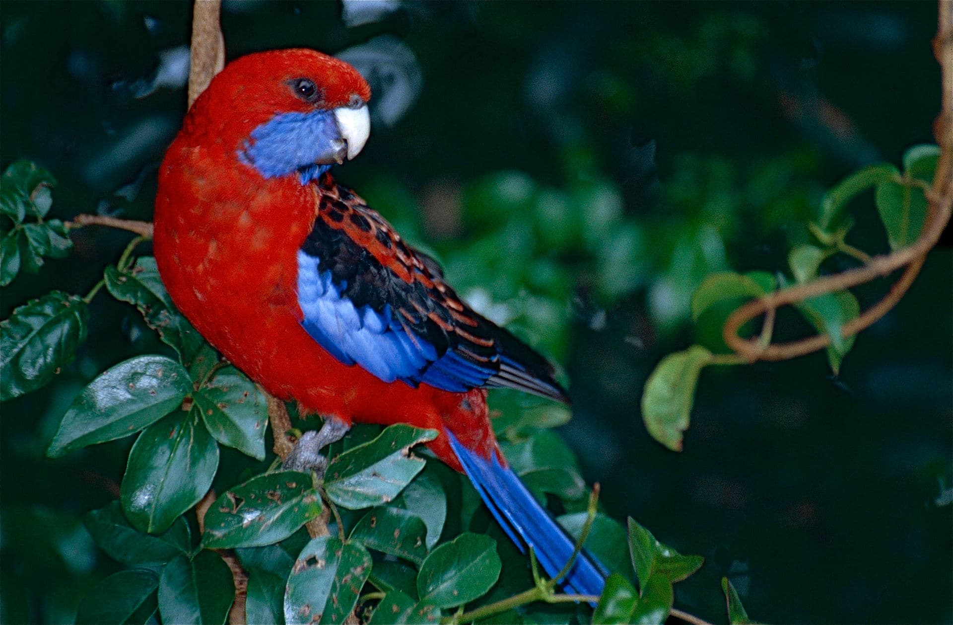 Blauwwangrosella (Platycercus elegans) - Crimson Rosella (Platycercus elegans) (10244627086)