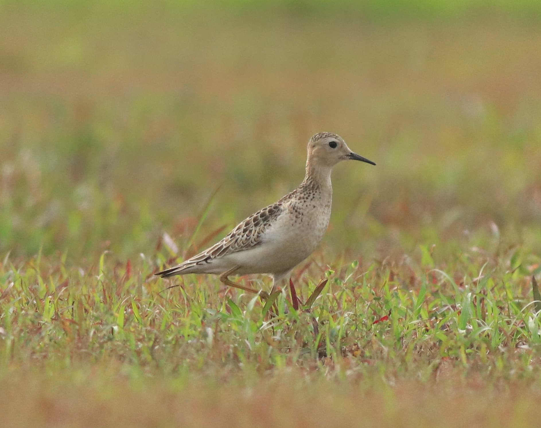 Blonde Ruiter (Calidris subruficollis) - Buff breasted sandpiper 5