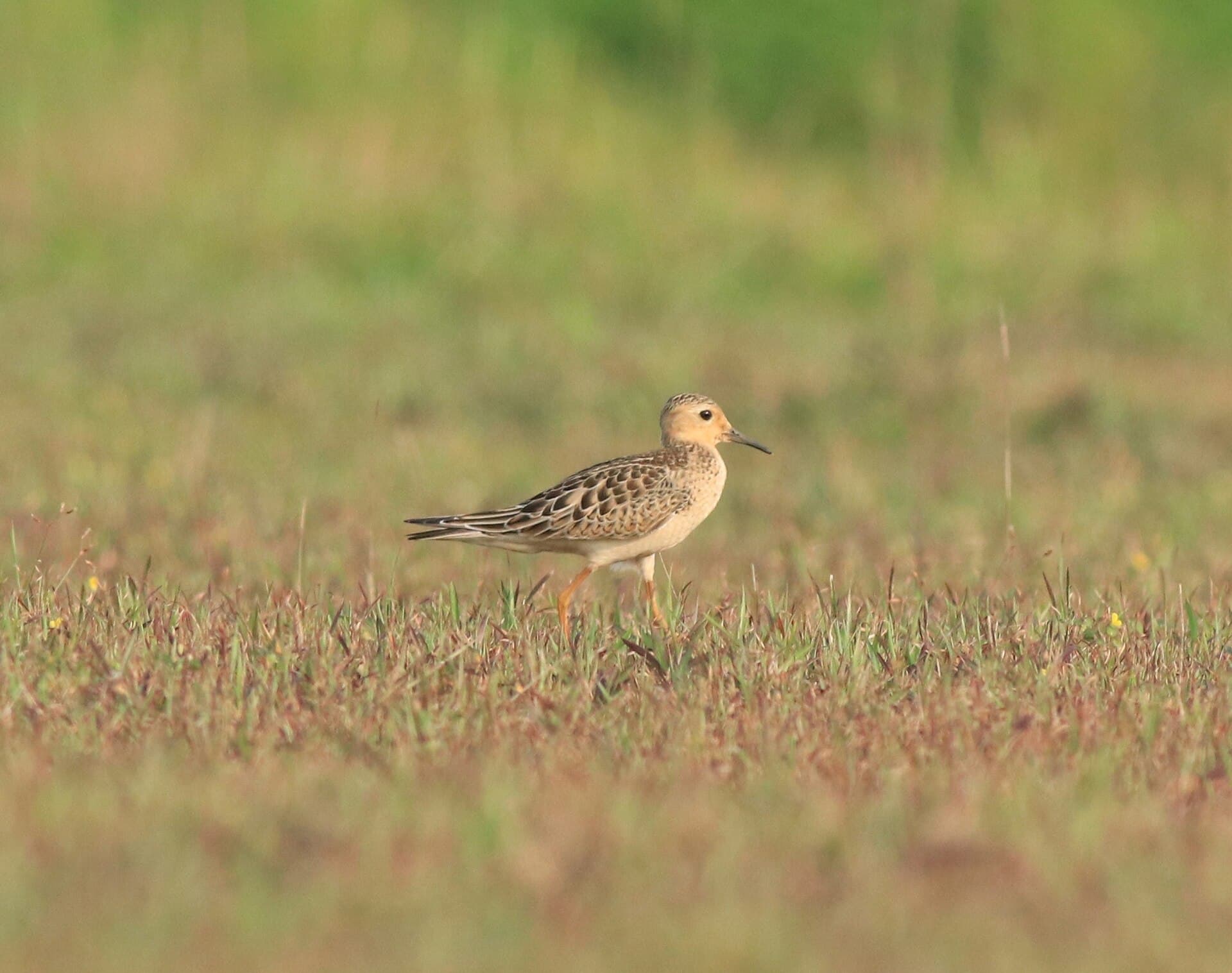 Blonde Ruiter (Calidris subruficollis) - Buff breasted sandpiper 36