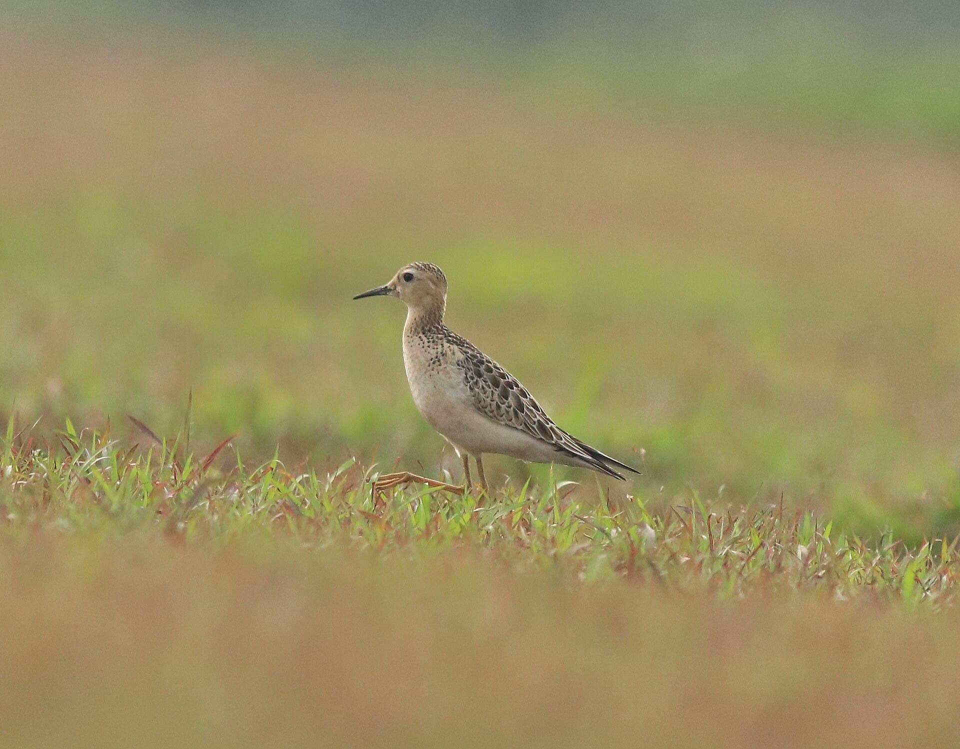 Blonde Ruiter (Calidris subruficollis) - Buff breasted sandpiper 12