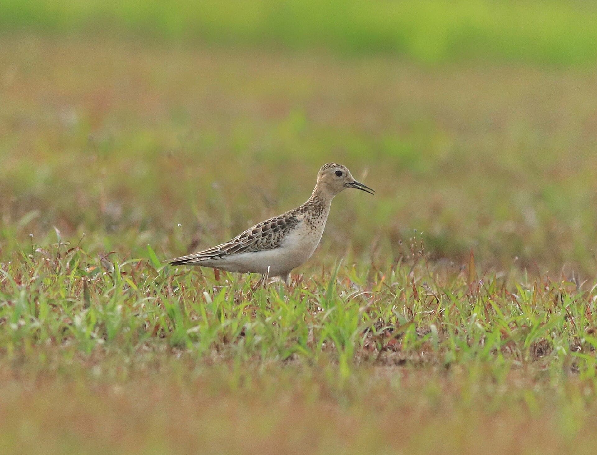 Blonde Ruiter (Calidris subruficollis) - Buff breasted sandpiper 2