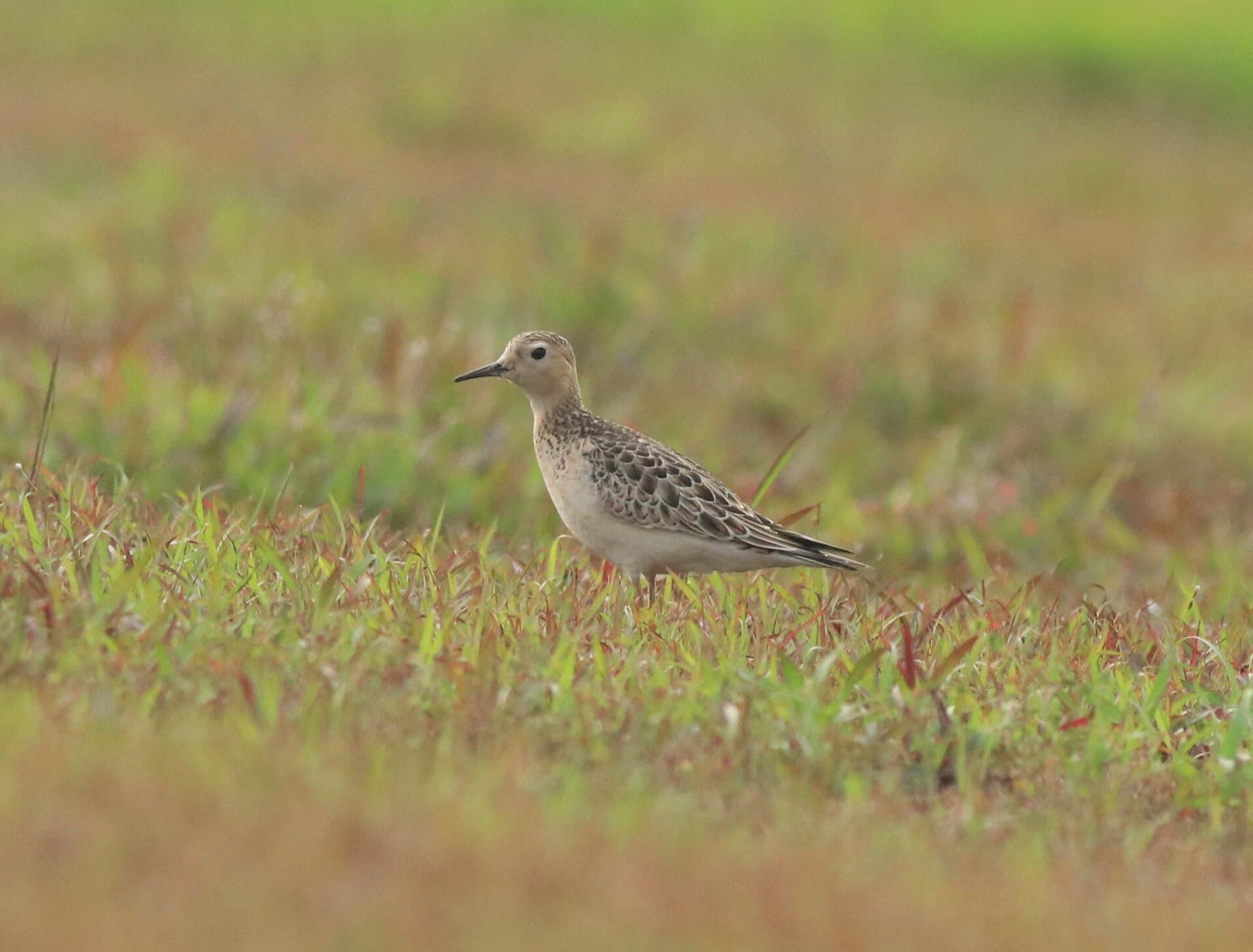 Blonde Ruiter (Calidris subruficollis) - Buff breasted sandpiper 15