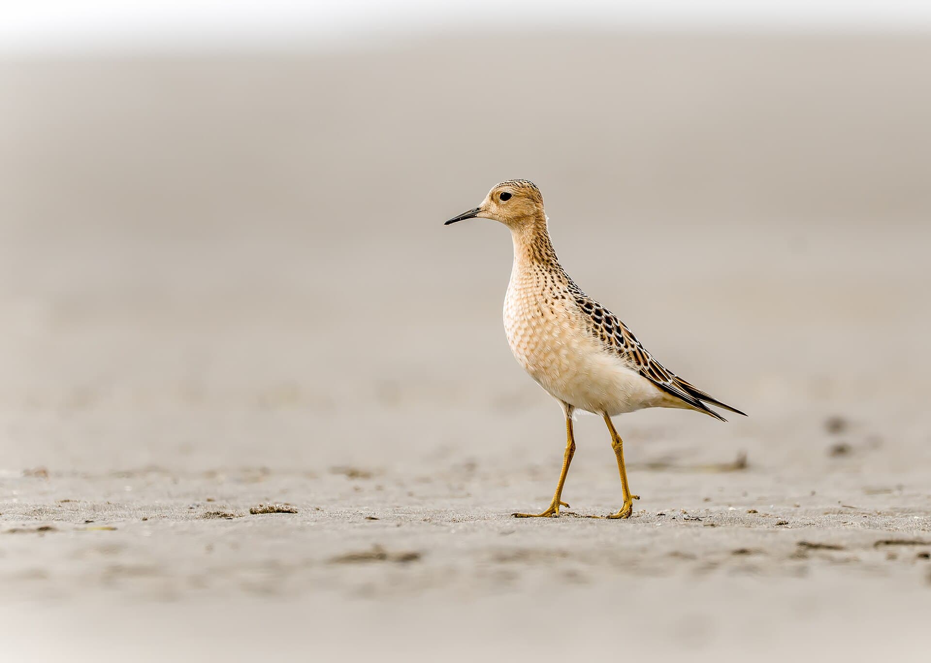 Blonde Ruiter (Calidris subruficollis) - Grasläufer (Calidris subruficollis) am Strand im Willapa National Wildlife Refuge