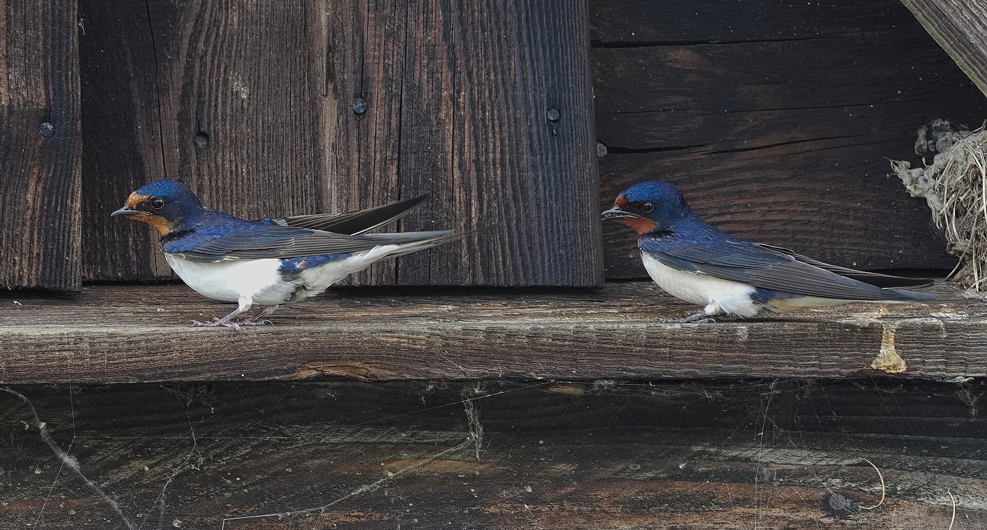 Boerenzwaluw (Hirundo rustica) - 2013.06.23.-08-Wesenberg-Rauchschwalben