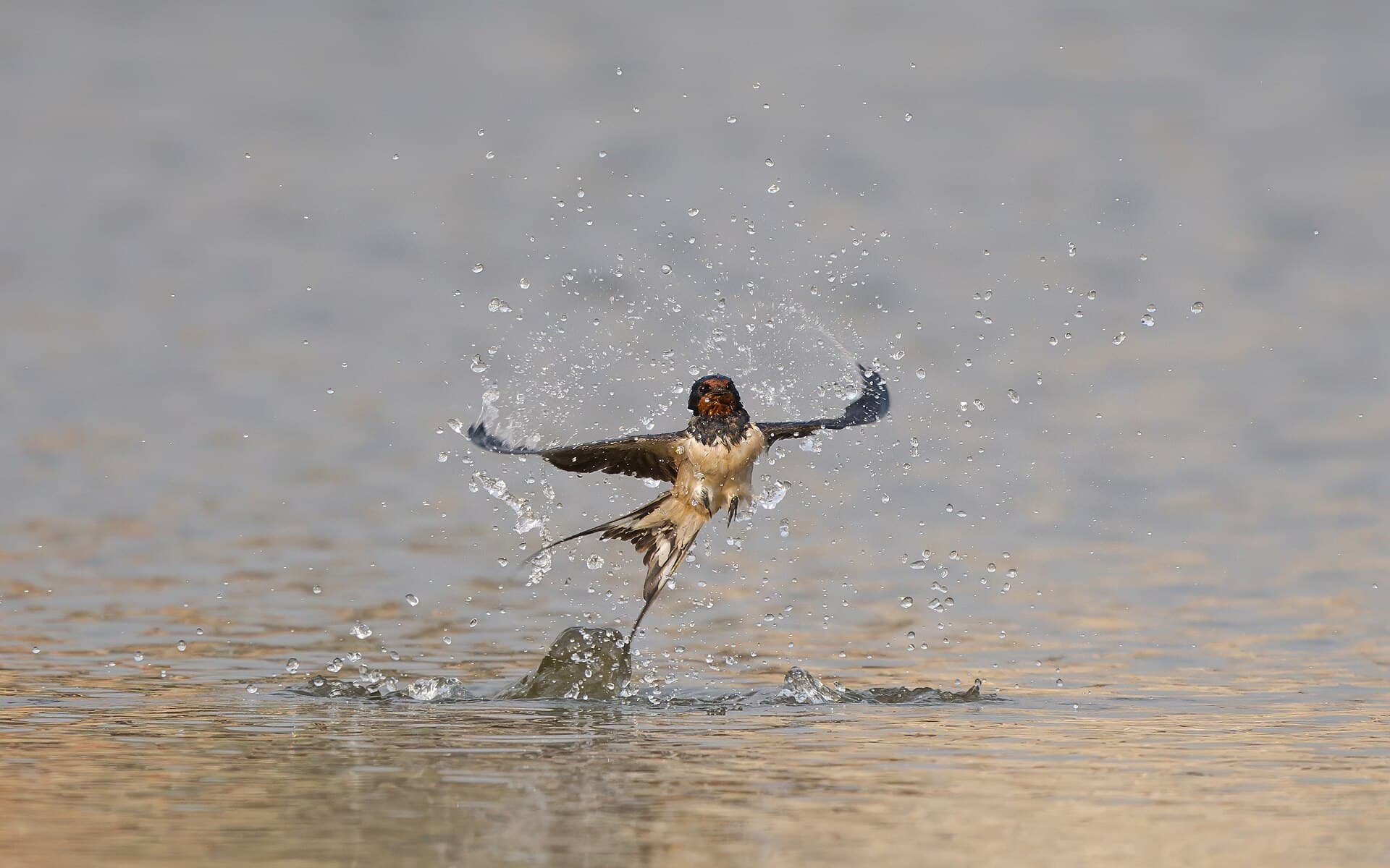 Boerenzwaluw (Hirundo rustica) - Barn swallow taking a bath