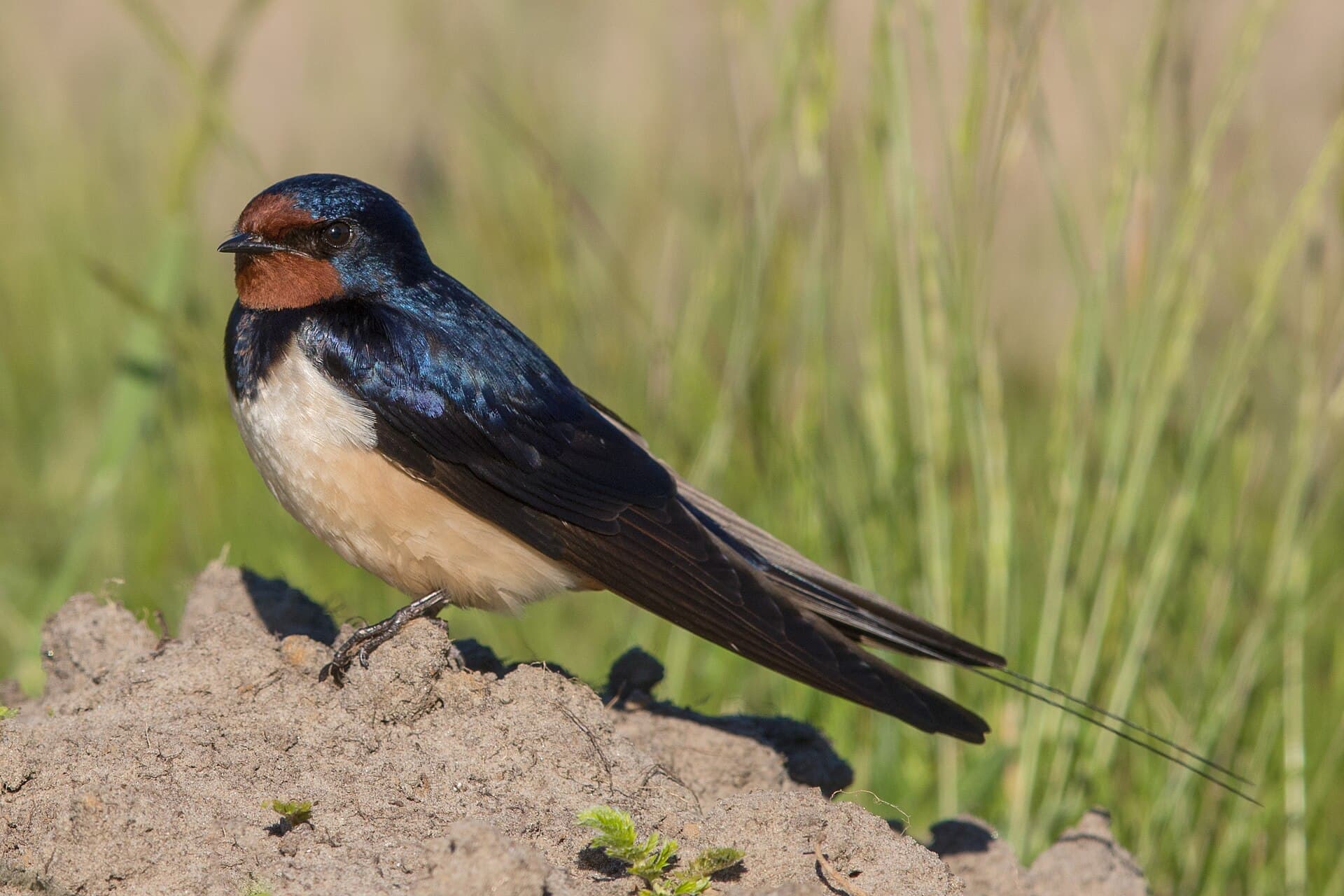 Boerenzwaluw (Hirundo rustica) - Rauchschwalbe Hirundo rustica