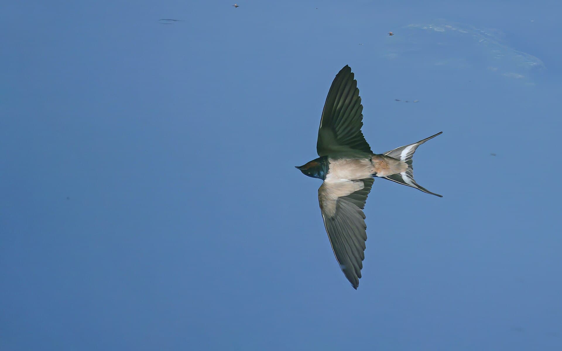 Boerenzwaluw (Hirundo rustica) - A reflection flight of barn swallow