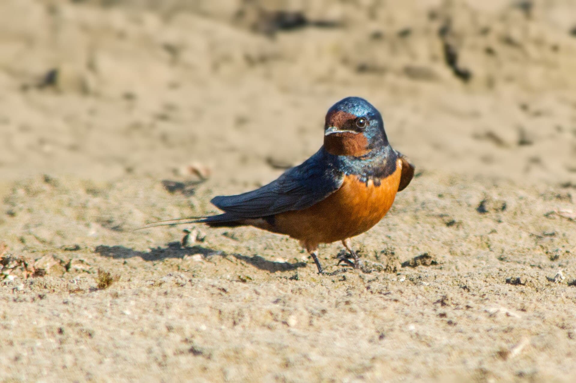Boerenzwaluw (Hirundo rustica) - Barn Swallow, Cairo, Egypt