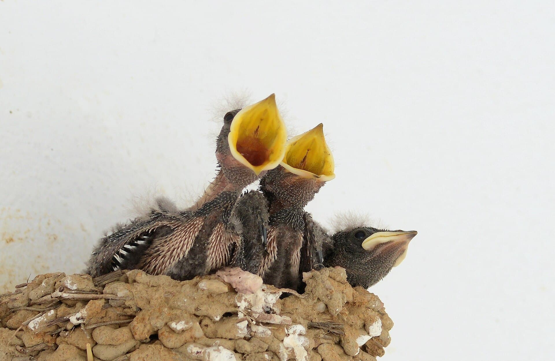 Boerenzwaluw (Hirundo rustica) - Swallow August 2013-2