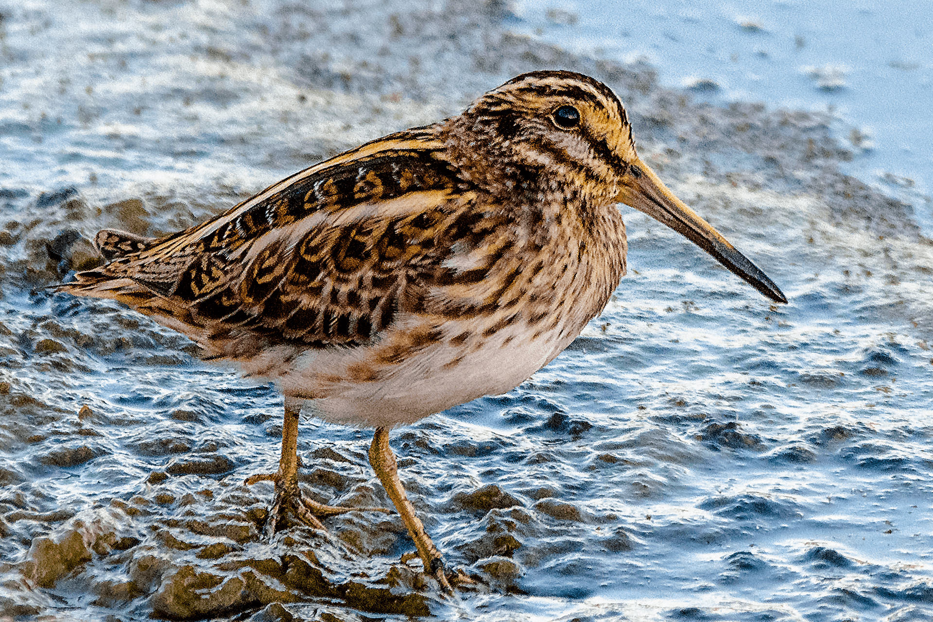 Bokje (Lymnocryptes minimus) - Jack snipe