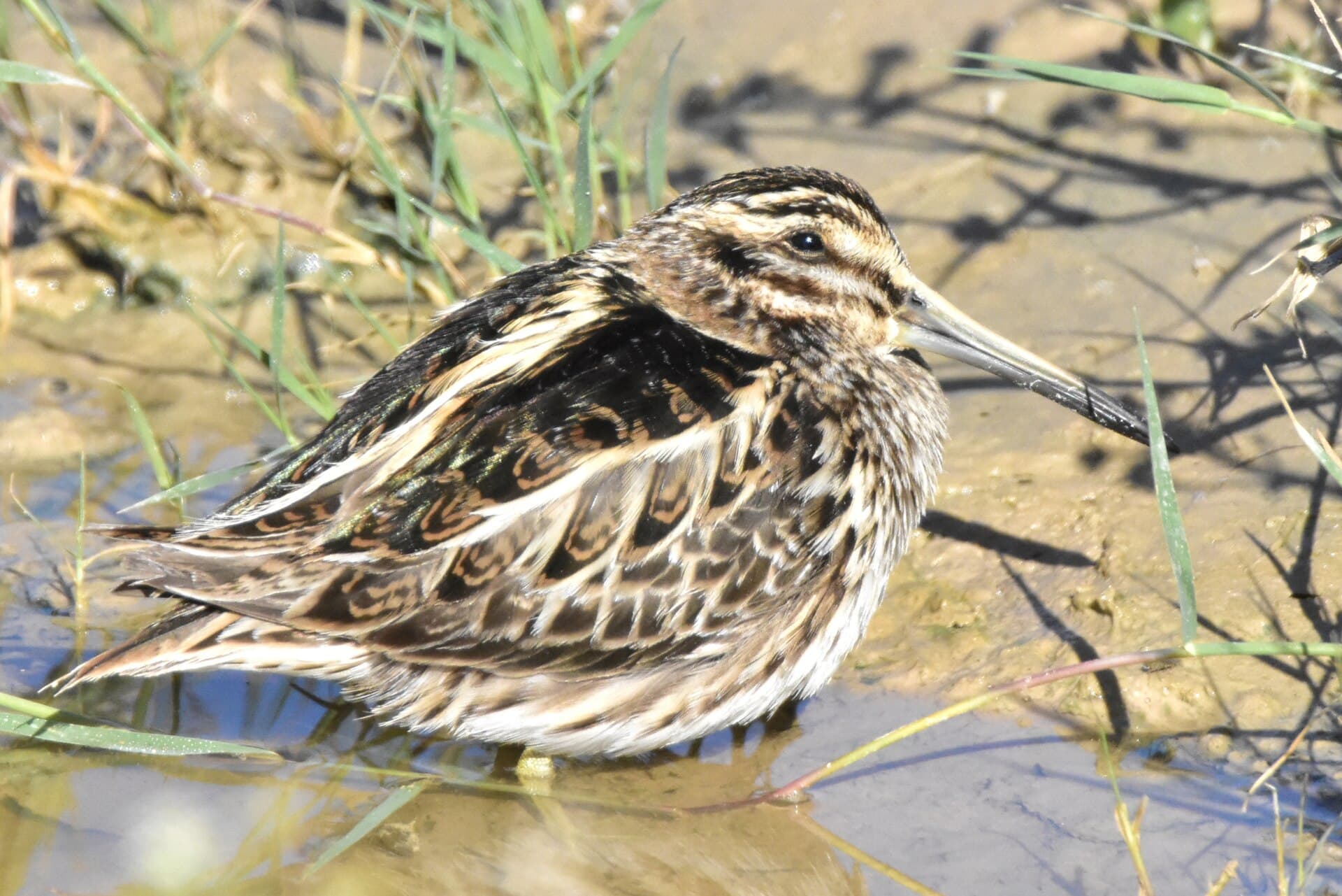 Bokje (Lymnocryptes minimus) - Lymnocryptes minimus - Kudaibergen Amirekul - 268957274