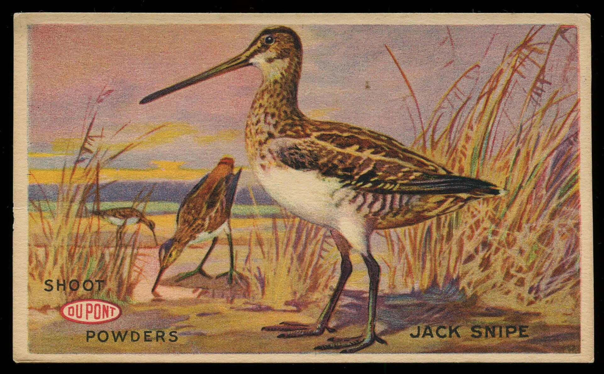 Bokje (Lymnocryptes minimus) - Jack Snipe, Shoot DuPont Powders, circa 1916 - Advertising Postcard (49813090372)