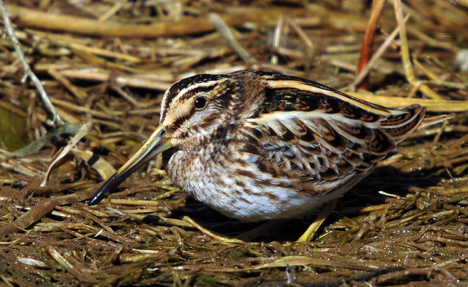 Bokje (Lymnocryptes minimus) - Lymnocryptes minimus