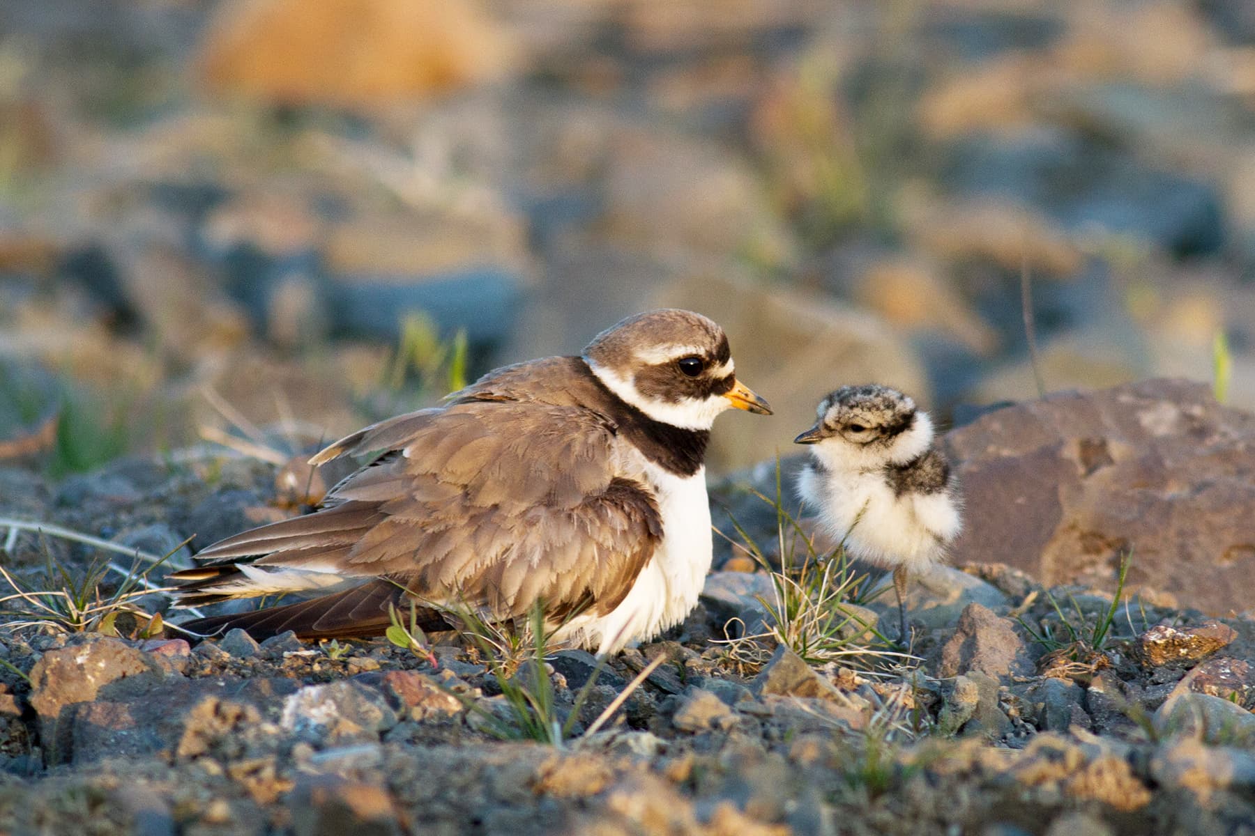 Bontbekplevier (Charadrius hiaticula) - Charadrius hiaticula psammodromus Iceland 9