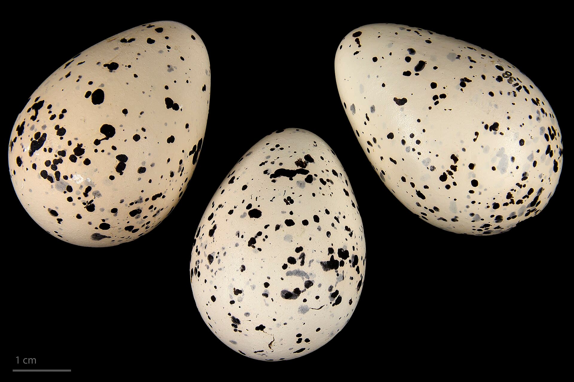 Bontbekplevier (Charadrius hiaticula) - Charadrius hiaticula hiaticula MHNT.ZOO.2010.11.109.15