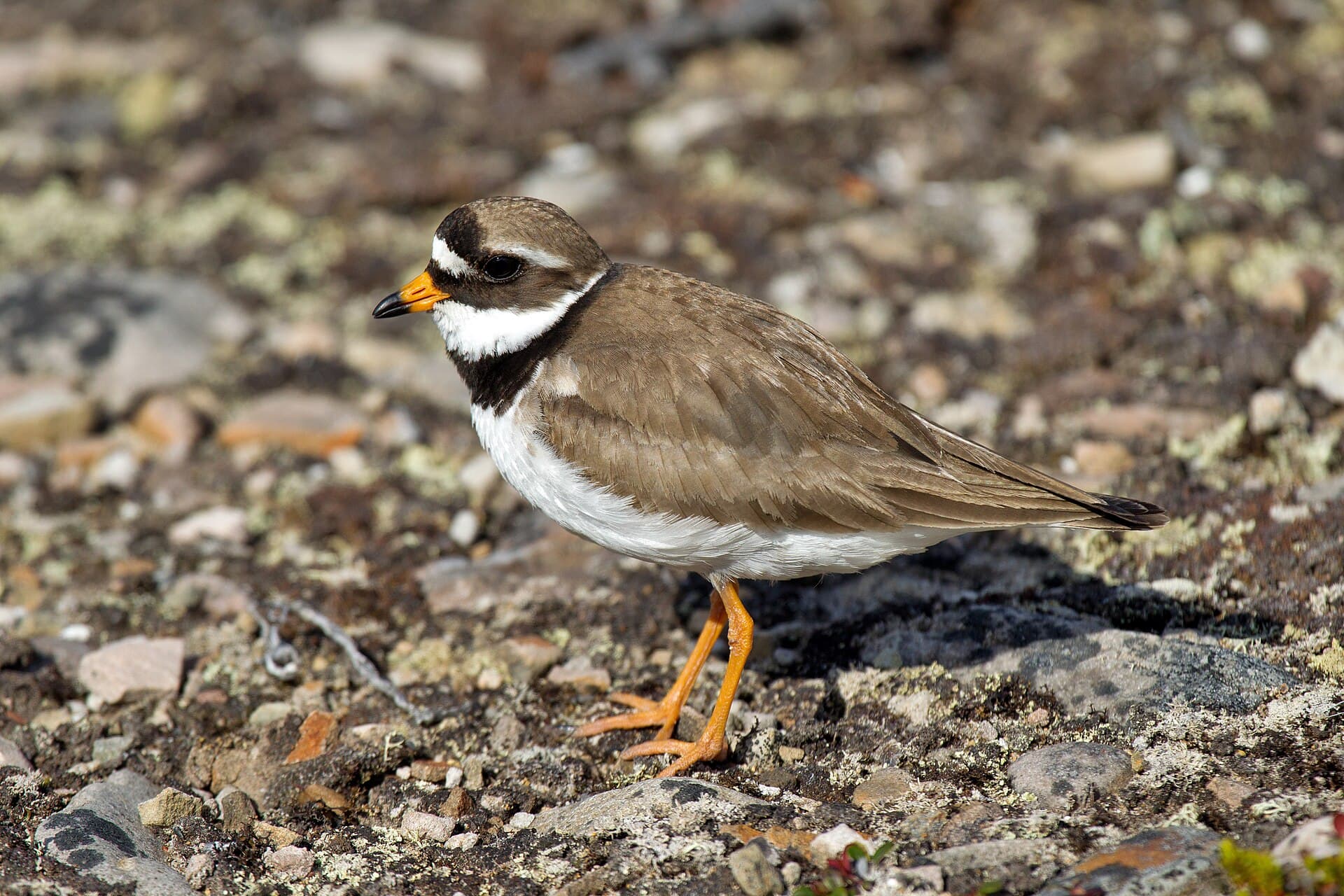 Bontbekplevier (Charadrius hiaticula) - Charadrius hiaticula tundrae Varanger