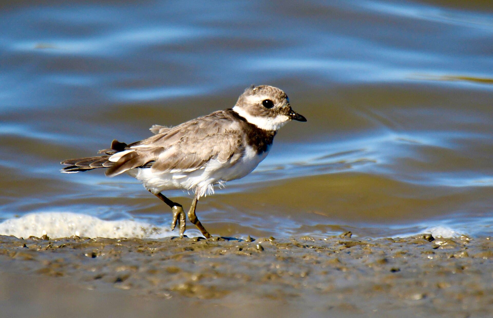 Bontbekplevier (Charadrius hiaticula) - Borrelho-grande-de-coleira, juvenil, Common ringed plover, juvenile (51718096504)
