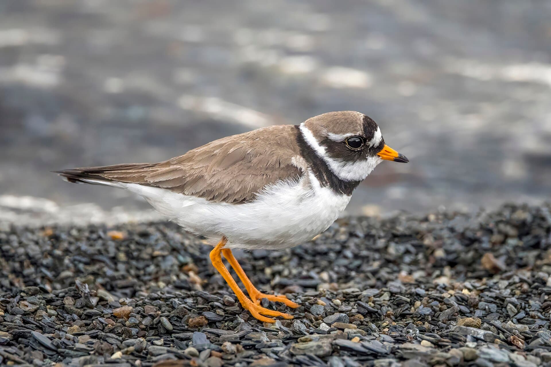 Bontbekplevier (Charadrius hiaticula) - Common ringed plover (Charadrius hiaticula) Oppdal