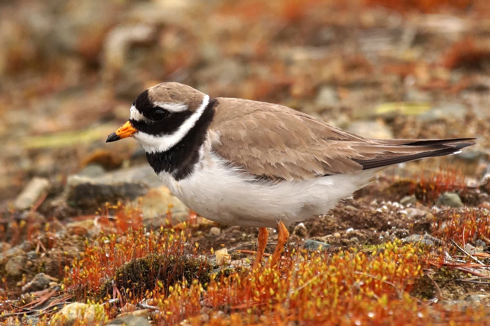 Bontbekplevier (Charadrius hiaticula) - Charadrius hiaticula Kolari