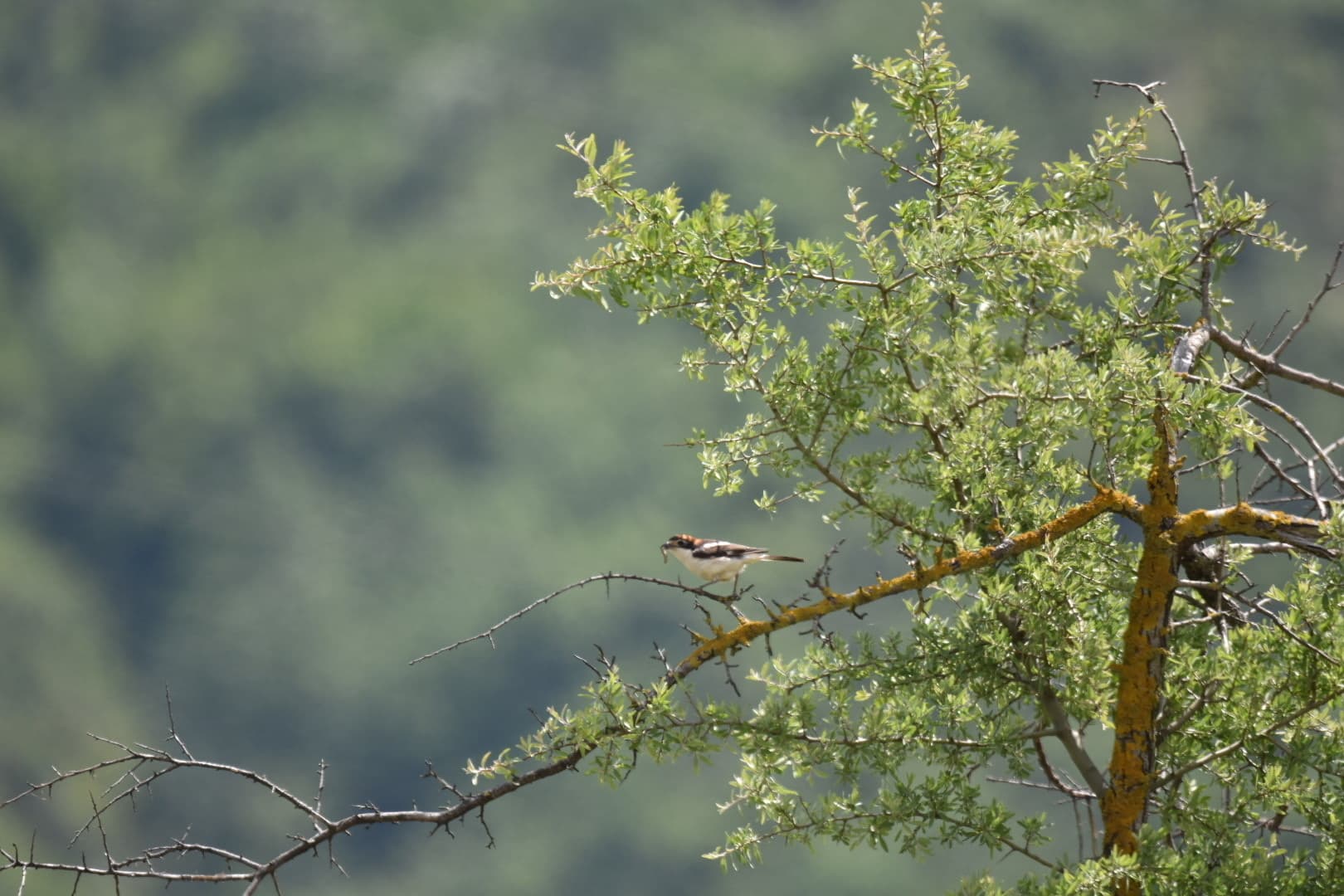 Bonte klaauwier (Lanius senator) - Woodchat Shrike imported from iNaturalist photo 134263498 on 7 March 2024