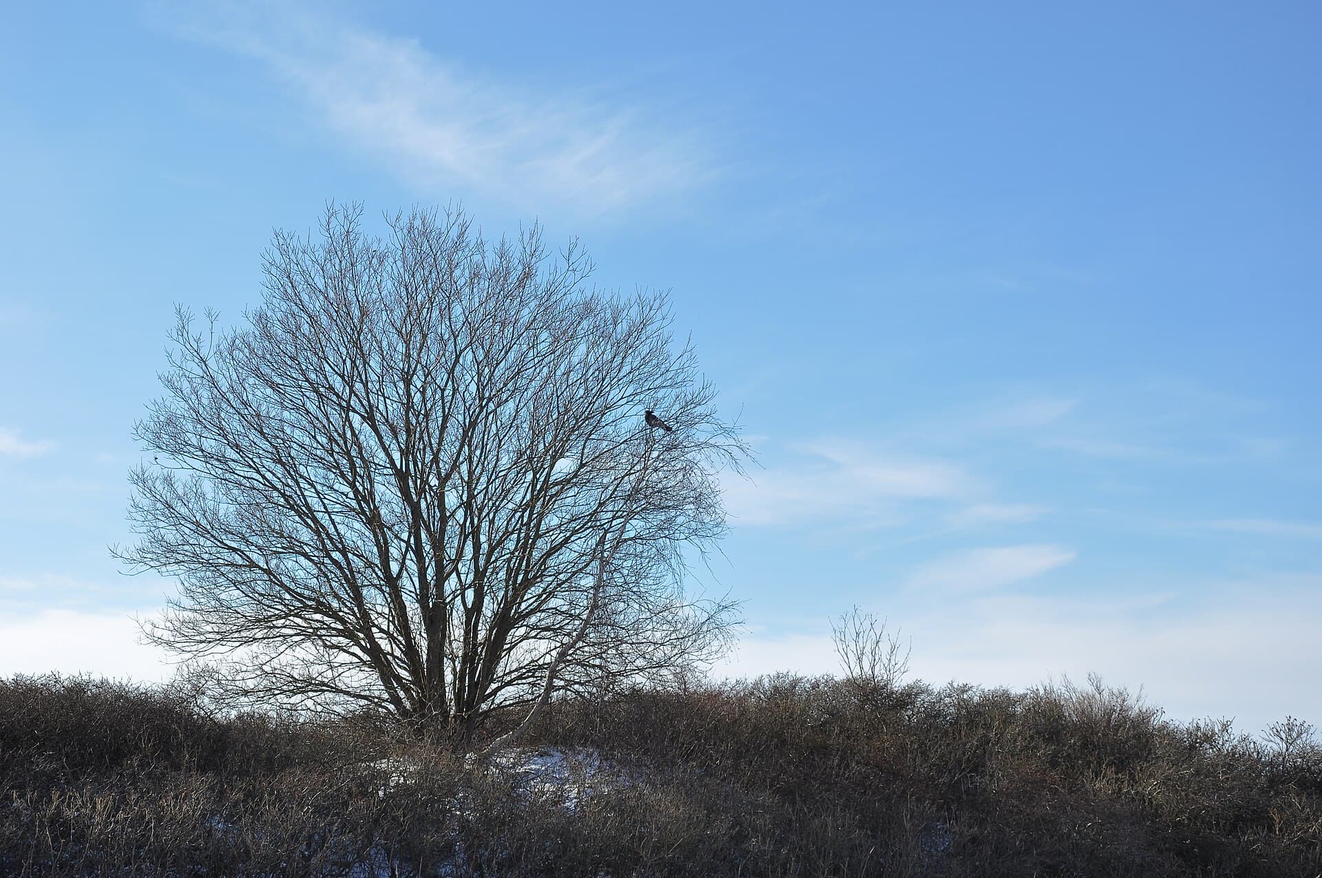 bonte kraai (Corvus cornix) - View of Brøndby Strandpark with hooded crow in tree
