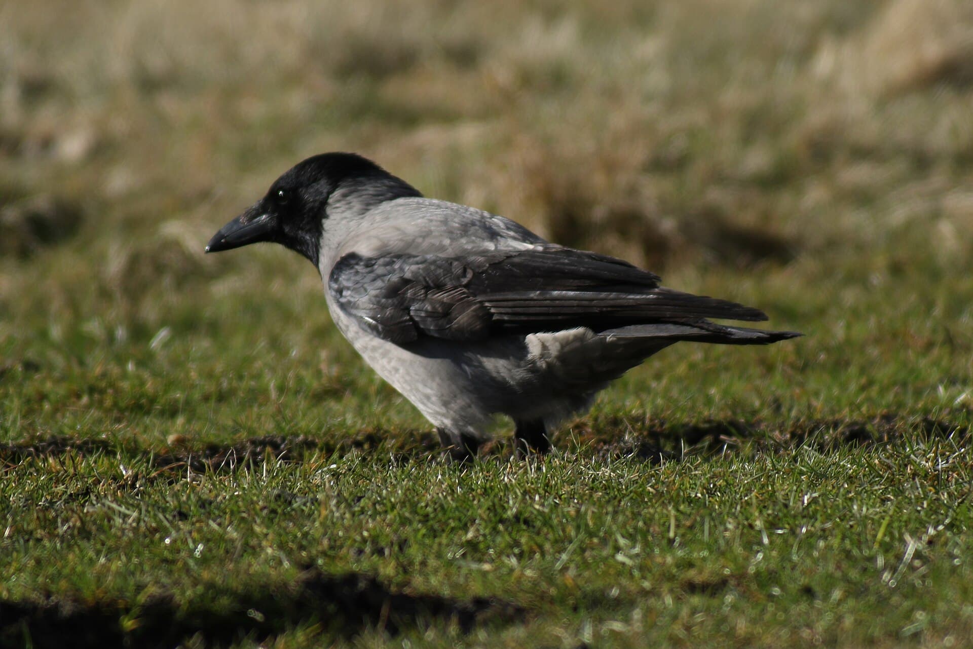 bonte kraai (Corvus cornix) - Corvus cornix (33515567265)