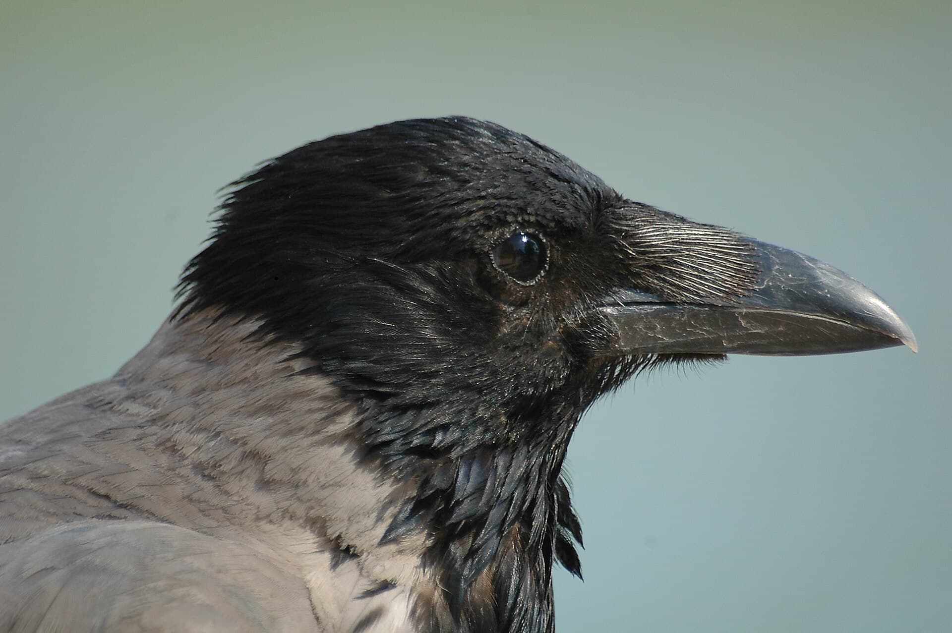 bonte kraai (Corvus cornix) - CrowHeadClosed1