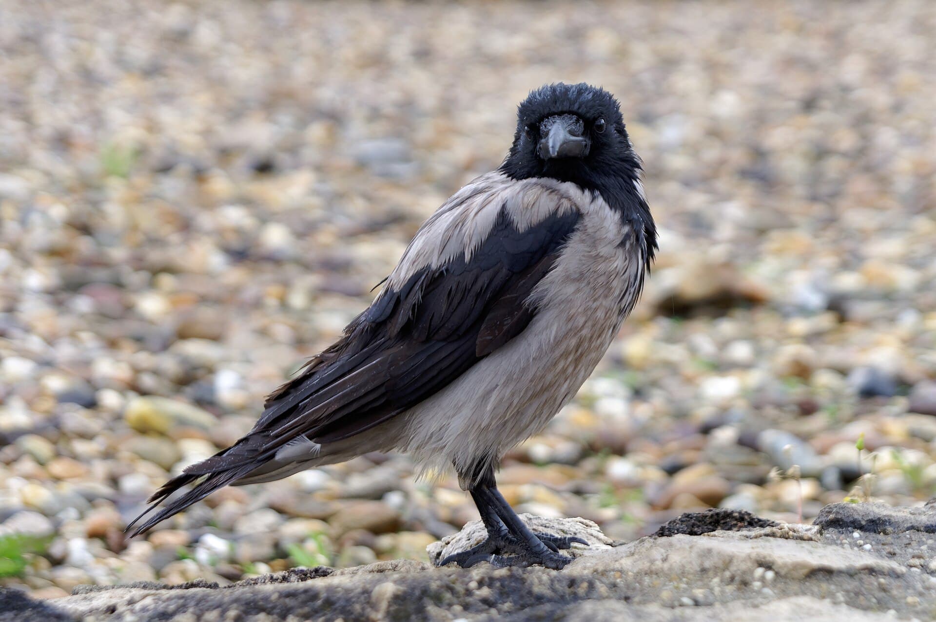 bonte kraai (Corvus cornix) - 20190504 Wrona siwa na ulicy Budapesztu 1450 2348 DxO