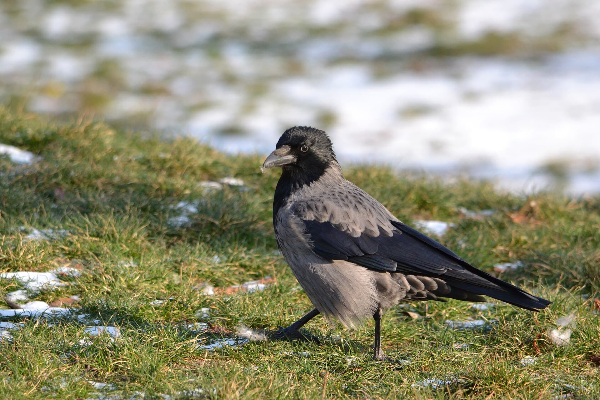 bonte kraai (Corvus cornix) - Corvus cornix Vienna