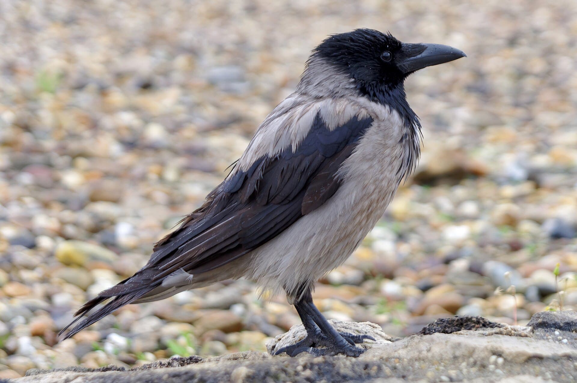 bonte kraai (Corvus cornix) - 20190504 Wrona siwa na ulicy Budapesztu 1450 2350 DxO