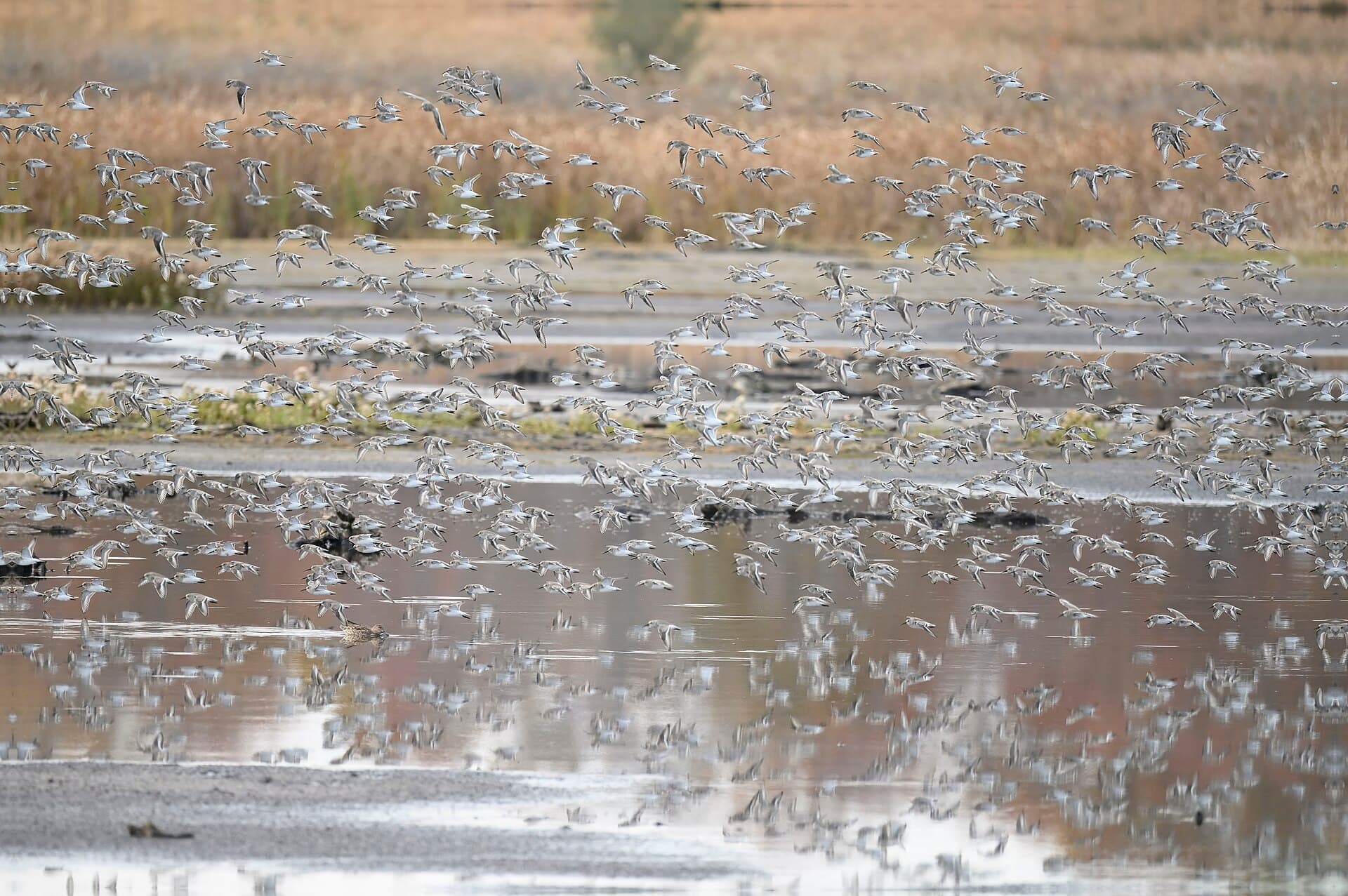Bonte Strandloper (Calidris alpina) - Dunlin bombay hook nwr 11.17.24 DSC 4255-topaz-rawdenoise