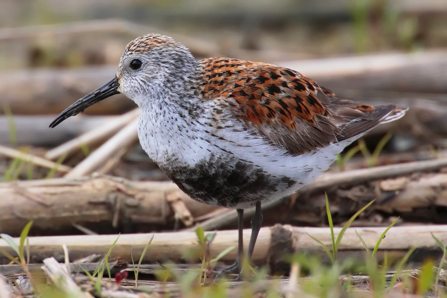 Bonte Strandloper (Calidris alpina) - Calidris-alpina-001 edit