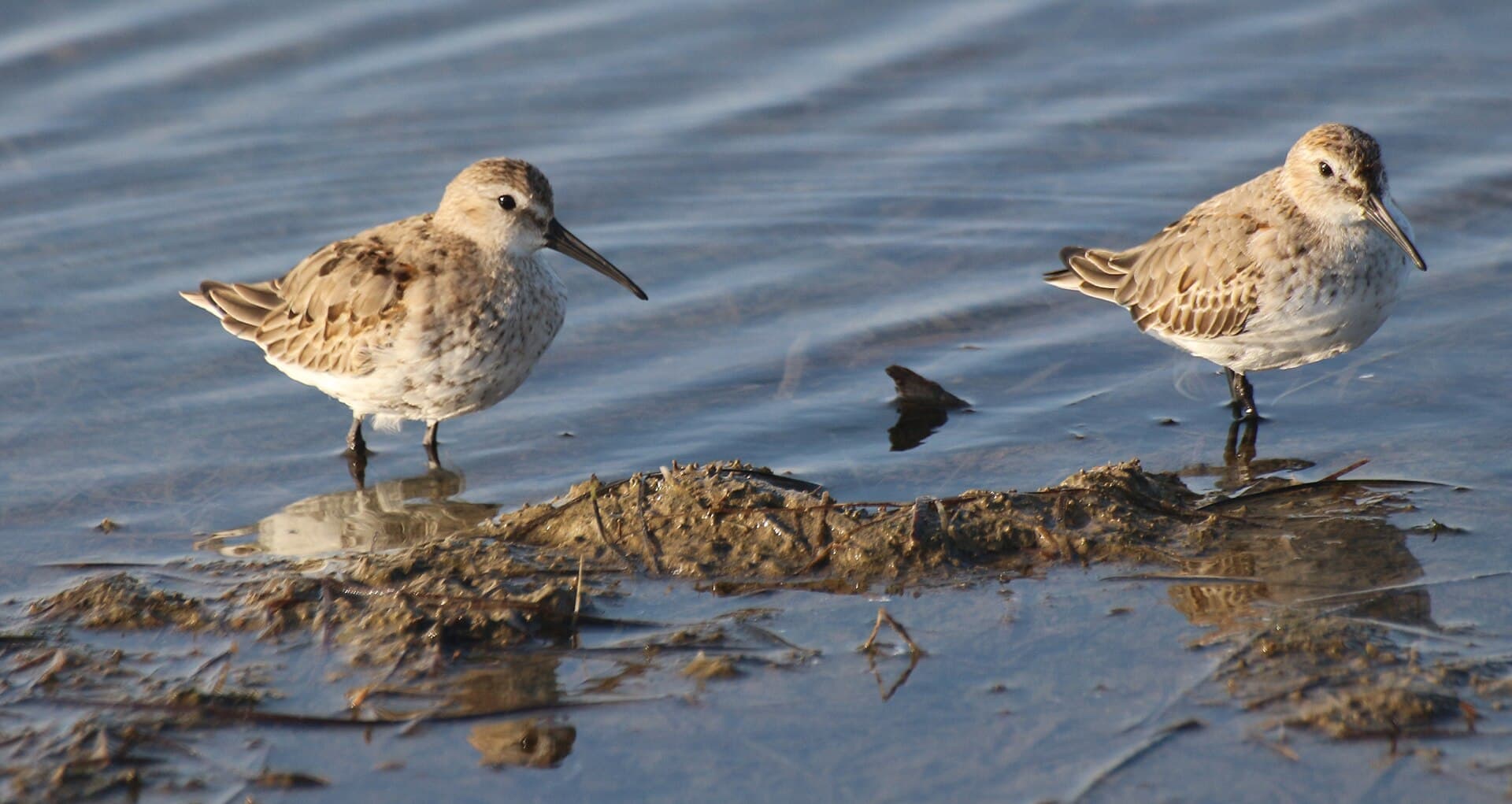 Bonte Strandloper (Calidris alpina) - Karakoç Dere