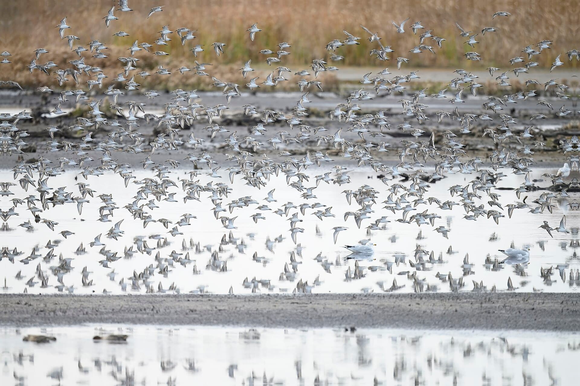 Bonte Strandloper (Calidris alpina) - Dunlin bombay hook nwr 11.17.24 DSC 4257-topaz-rawdenoise