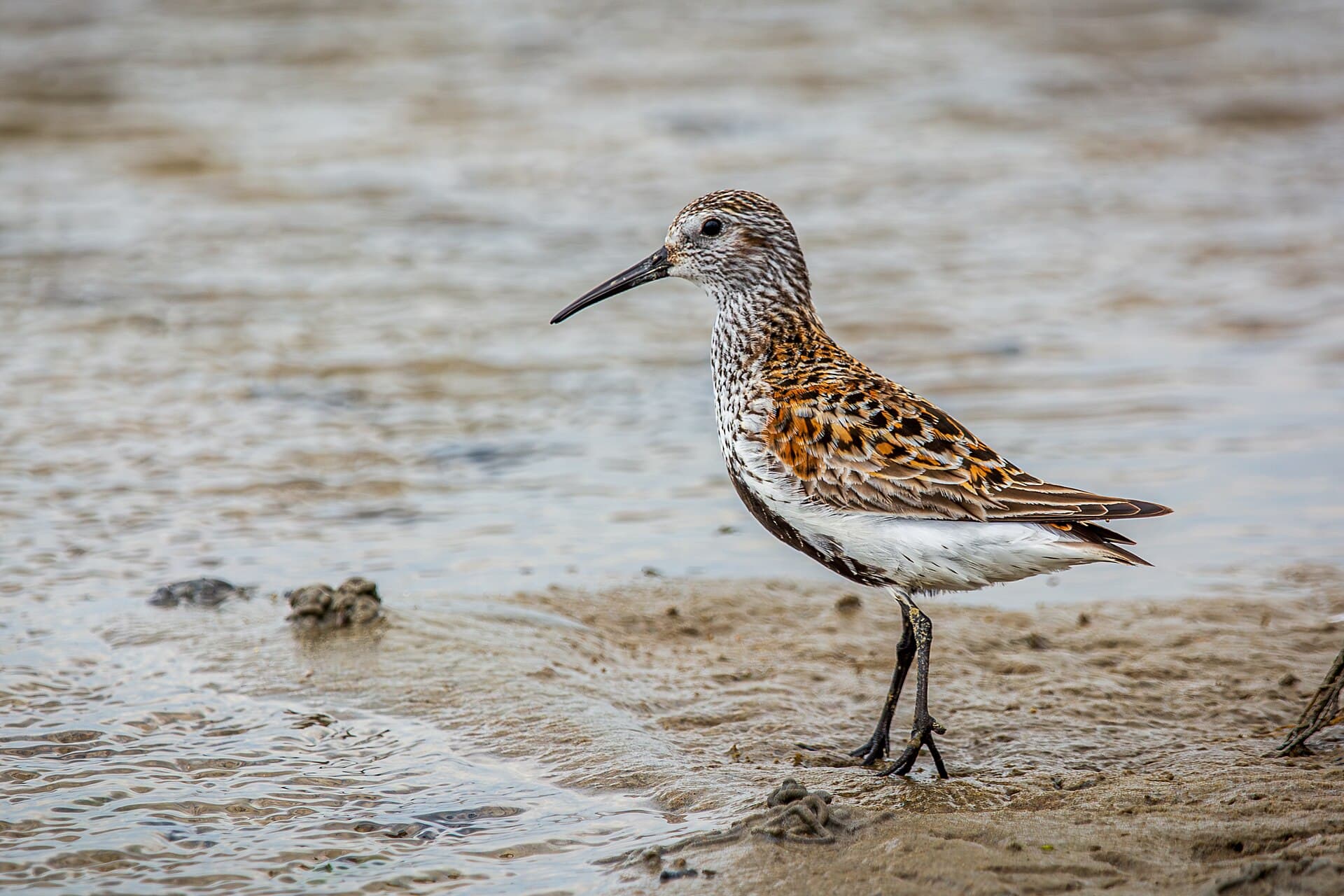 Bonte Strandloper (Calidris alpina) - Alpenstrandläufer (calidris alpina) - Spiekeroog, Nationalpark niedersächsisches Wattenmeer