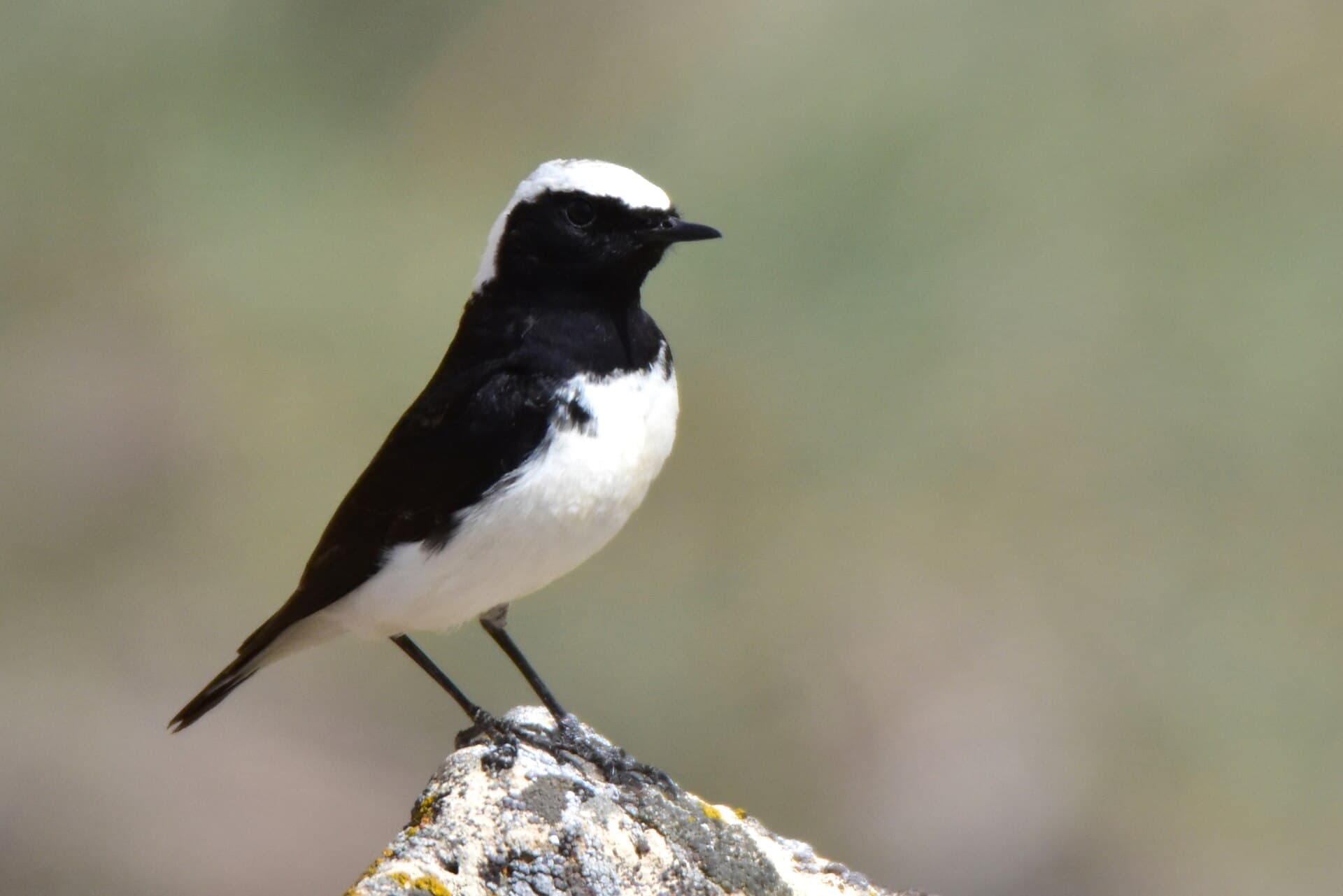 Bonte Tapuit (Oenanthe pleschanka) - Oenanthe pleschanka 268188191
